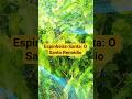 Espinheira-Santa: O Santo Remédio para Gastrite e Azia!  #EspinheiraSanta