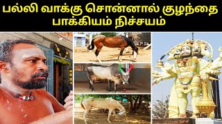 குழந்தை பாக்கியம் அருளும் கோயில் || பல்லி அருள் வாக்கு சொல்லும் கோவில்