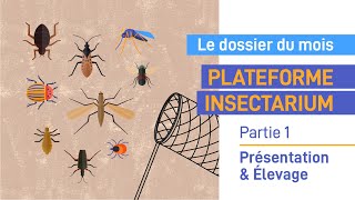 Plateforme insectarium : présentation et élevages - Partie 1