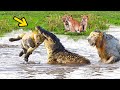 Huge Mistake Of The Crocodile When Provoke Lion Queen! Epic Battles Of King Lion Vs Crocodile