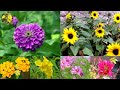 गर्मियों में ढेर सारे फूलों के लिए लगाए ये 6 खूबसूरत पौधे || Top 6 Summer Flowering Plants.