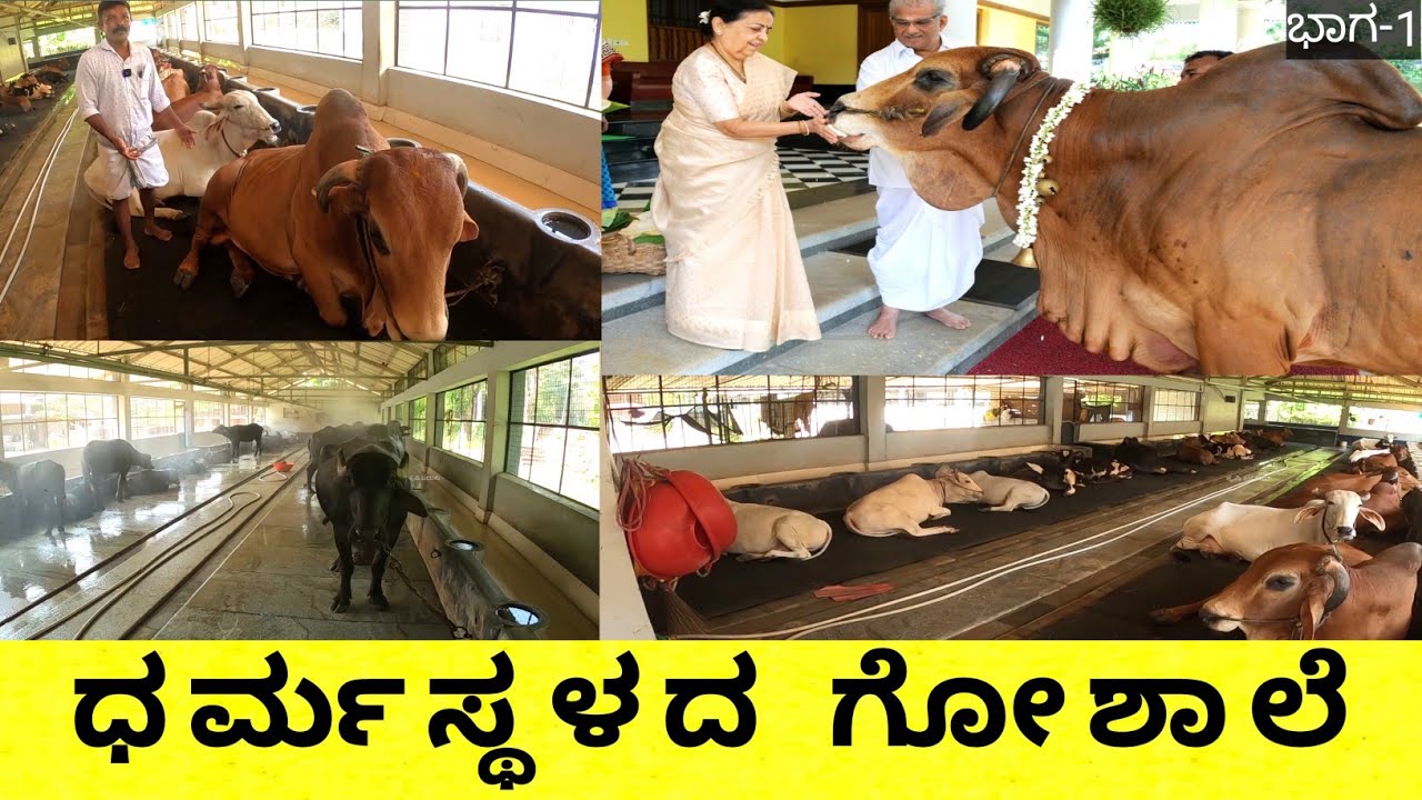 ಧರ್ಮಸ್ಥಳದ ಗೋಶಾಲೆ ನಾ ನೀವು ನೋಡಿದ್ದೀರಾ...ಅಲ್ಲಿರುವ ವ್ಯವಸ್ಥೆಗಳ ಬಗ್ಗೆ ನಿಮಗೆ ಗೊತ್ತಾ...ಇಲ್ಲಿ ರೈತರಿಗೆ ಮಾದರಿಯಾ