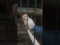Love bird putih