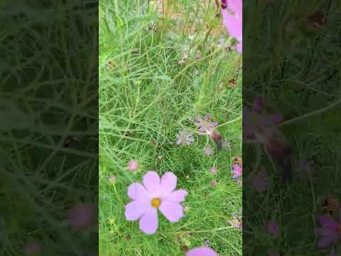 Video: Naturaleza de Chuvashia: flora y fauna