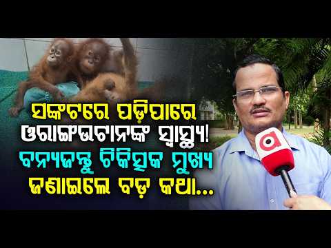 ସଙ୍କଟରେ ଓରାଙ୍ଗଉଟାନଙ୍କ ସ୍ୱାସ୍ଥ୍ୟ! କ’ଣ କହିଲେ ବିଶେଷଜ୍ଞ? Orangutan Health at Risk?