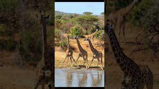 When the giraffe went to drink water, he was surprised!😱
