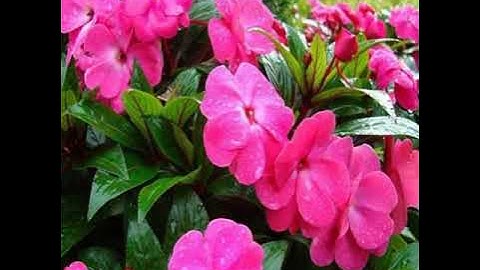 قمة في الخشوع تلاوة خاشعة الشيخ إبراهيم الجبرين 🌷🌼