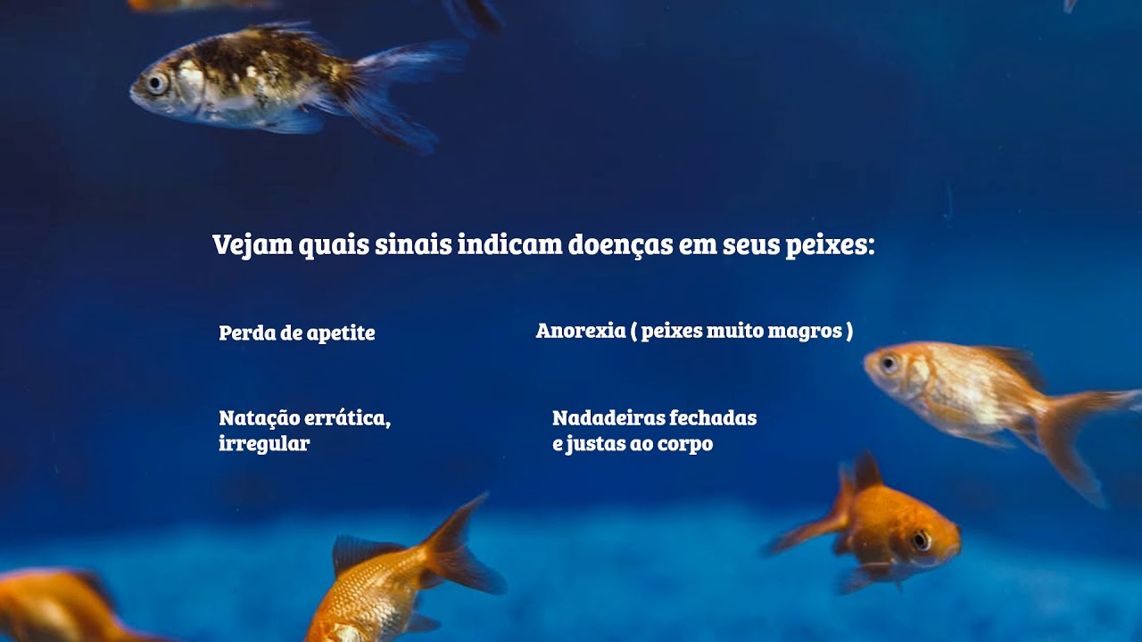 15 Sinais de Doenças em Peixes Ornamentais