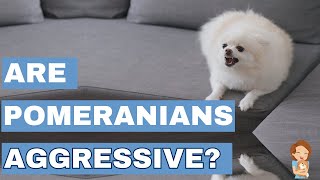 Aggression in Pomeranians? Identifying Causes and Solutions