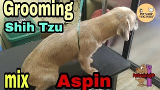 Grooming Shih Tzu mix Aspin  Summer Cut | Mj Farm Life Pet Shop Yuki Wolf