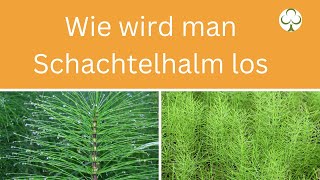 Wie wird man Schachtelhalm los  | Schachtelhalm vernichten