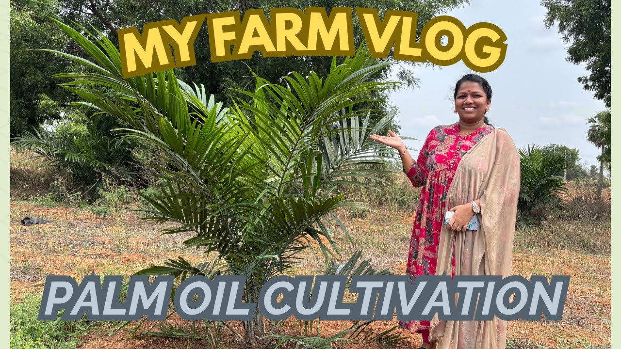 Palm Oil Cultivation In My Farm Land/Farm House Tour #farming #palmoiltree #viralvideo