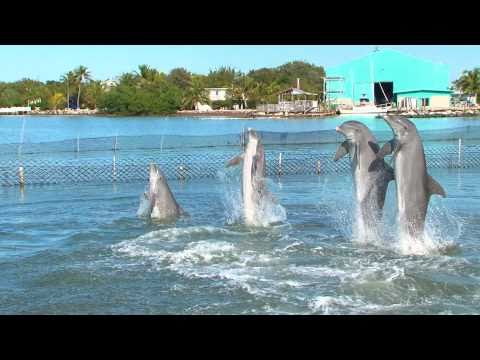Dolphin Dance Video