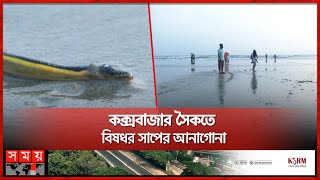 কক্সবাজারে সৈকতে হলুদ পেট সাপ, পর্যটকরা সাবধান | Cox's Bazar Sea Beach | Sea Snake | Somoy TV