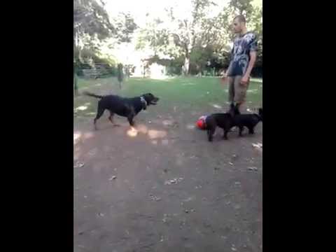 dogs playing with ball petco hours