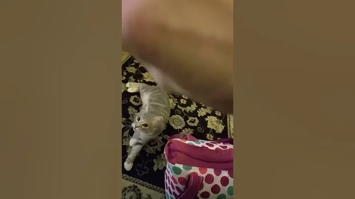 Fetch