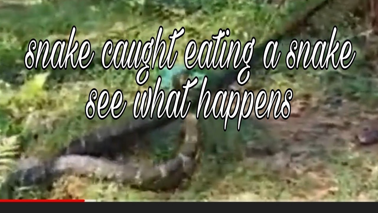 A snake 🐍 caught eating a snake 🐍 . See what happens? YouTube
