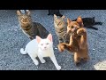 Japan’s Hidden Cat Island 🐱 300 Cats on a Tiny Fishing Village 🐈 | Yushima Island | 猫島・湯島