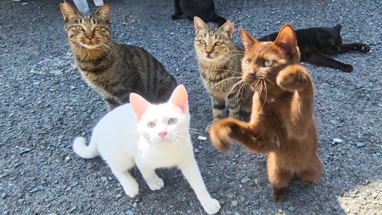 Кошачий рай Японии — 300 котов на маленьком острове 🐈 | Остров котов