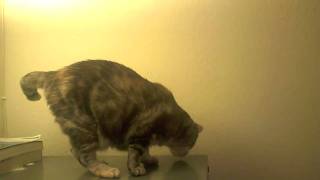 VID00057.AVI