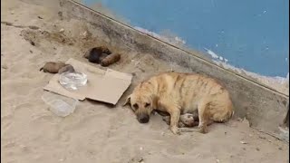 She Was Tied Up And Abandoned To Give Birth Alone In The Middle Of An Sandy Area