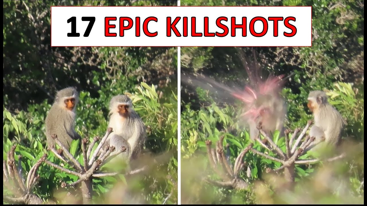 15 Cruel Hunting Moments By Ruthless Baboons