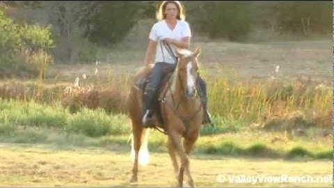 Chocolate Nu Chex - Blondie   ***For info, price, etc., go to our website***  Valley View Ranch