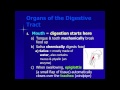 Digestive system part 1