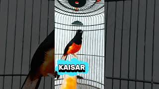 Download Lagu murai isian prenjak.    murai isian kapas tembak MP3