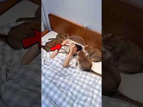 These Cats Wouldn’t Let Their Owner Sleep😂🐱#shorts