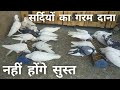 Pigeon Food In Winter || Pigeon Care In Winter