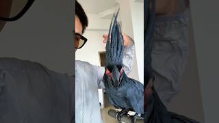 This Parrot Has A Cool Hairstyle.funny Parrots Videos.