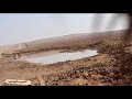 صيد طائر القطا النغاق في العراق 🇮🇶