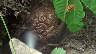 福島県でスズメバチ駆除- キイロスズメバチ（Vespa simillima）の駆除は怖い！ 駆除中に刺された！