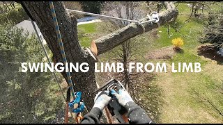 Rigging Down a Sweet Gum Tree