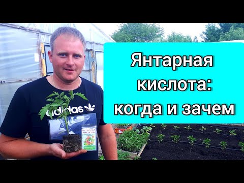 Янтарная кислота: когда и зачем?