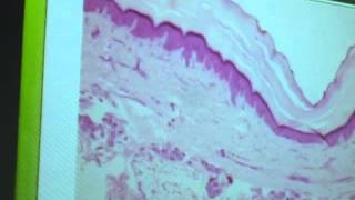 Microslides Part 3 2