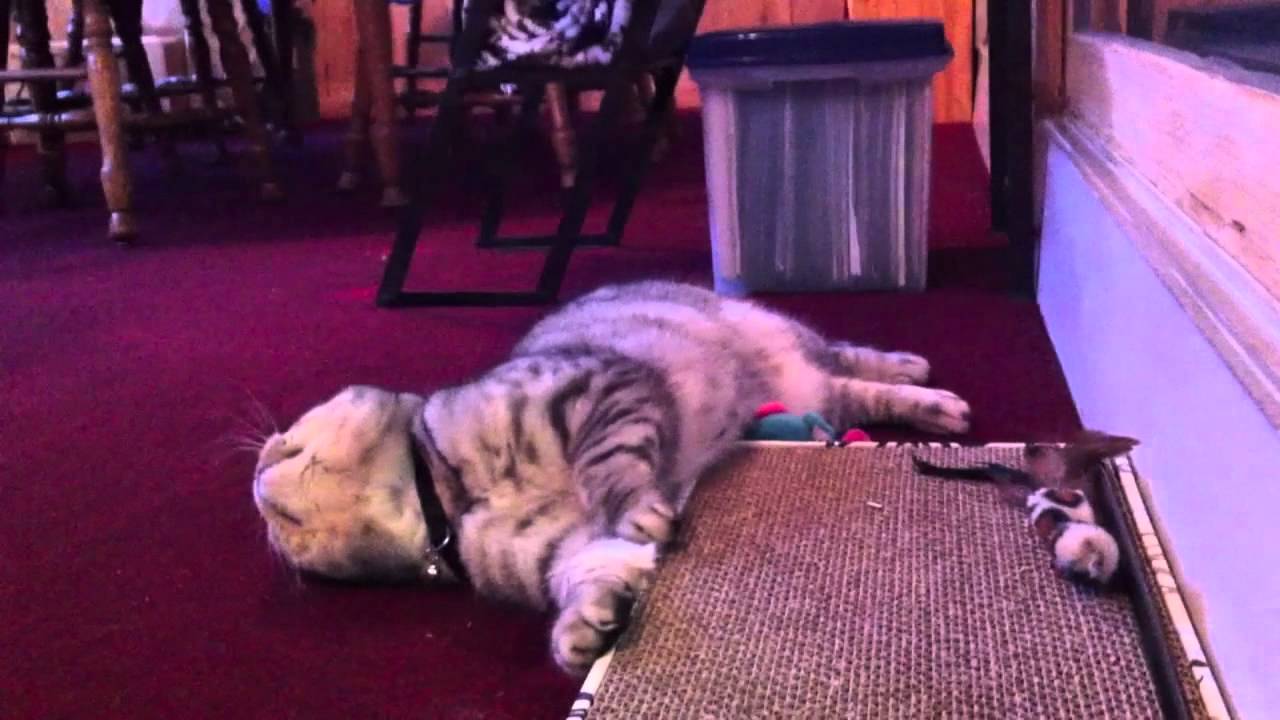 catnip oil Dindi On Drugs