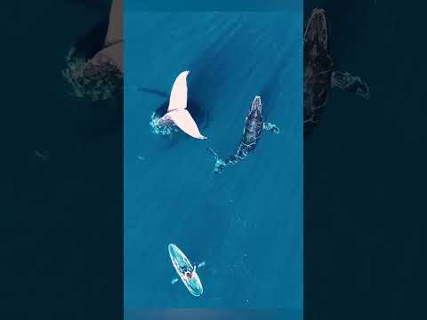 Странное Поведение Горбатых Китов