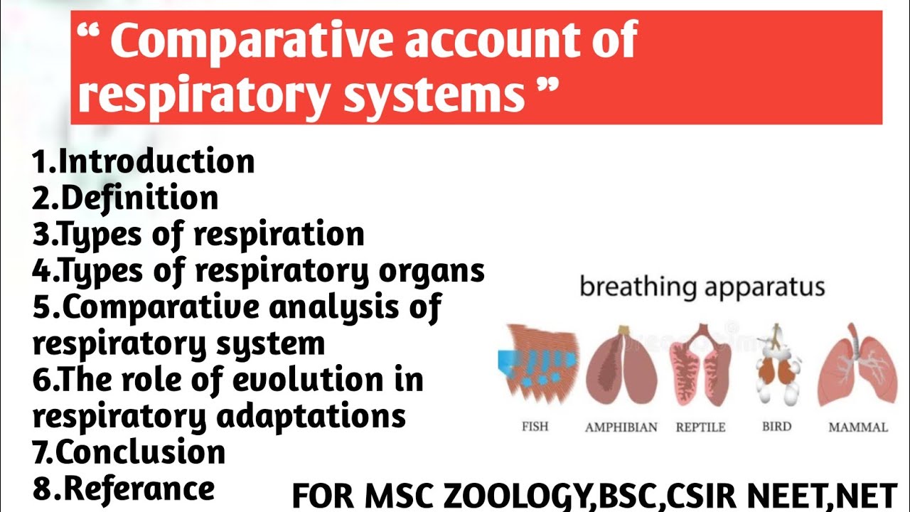 Comparative account of respiratory system | Types  | Respiratory organs | Comparative analysis