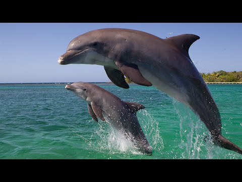 5 неприятных фактов о дельфинах, которые изменят ваше к ним отношение