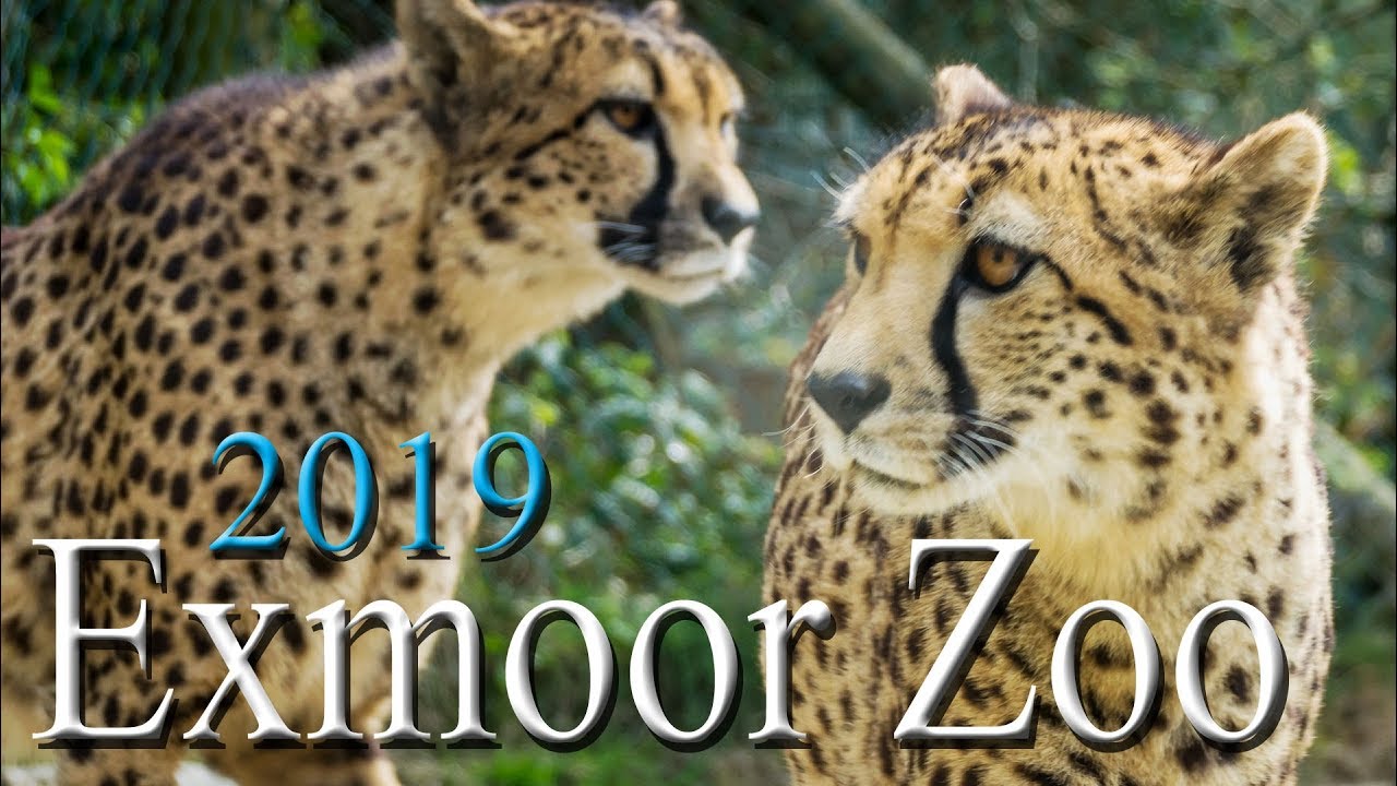 Exmoor Zoo 2019