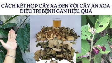 CÁCH KẾT HỢP CÂY XẠ ĐEN VỚI CÂY AN XOA ĐIỀU TRỊ BỆNH GAN HIỆU QUẢ