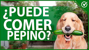¿Los perros pueden comer pepinillos?