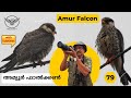 Amur Falcon | അമ്യൂർ ഫാൽക്കൺ | Falco amurensis | Birds | Malayalam | Falcon | Wildlife | Kerala