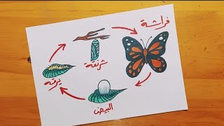 رسم دوره حياة الفراشة || Draw the life cycle of a butterfly ||Dessiner le cycle de vie dun papillon