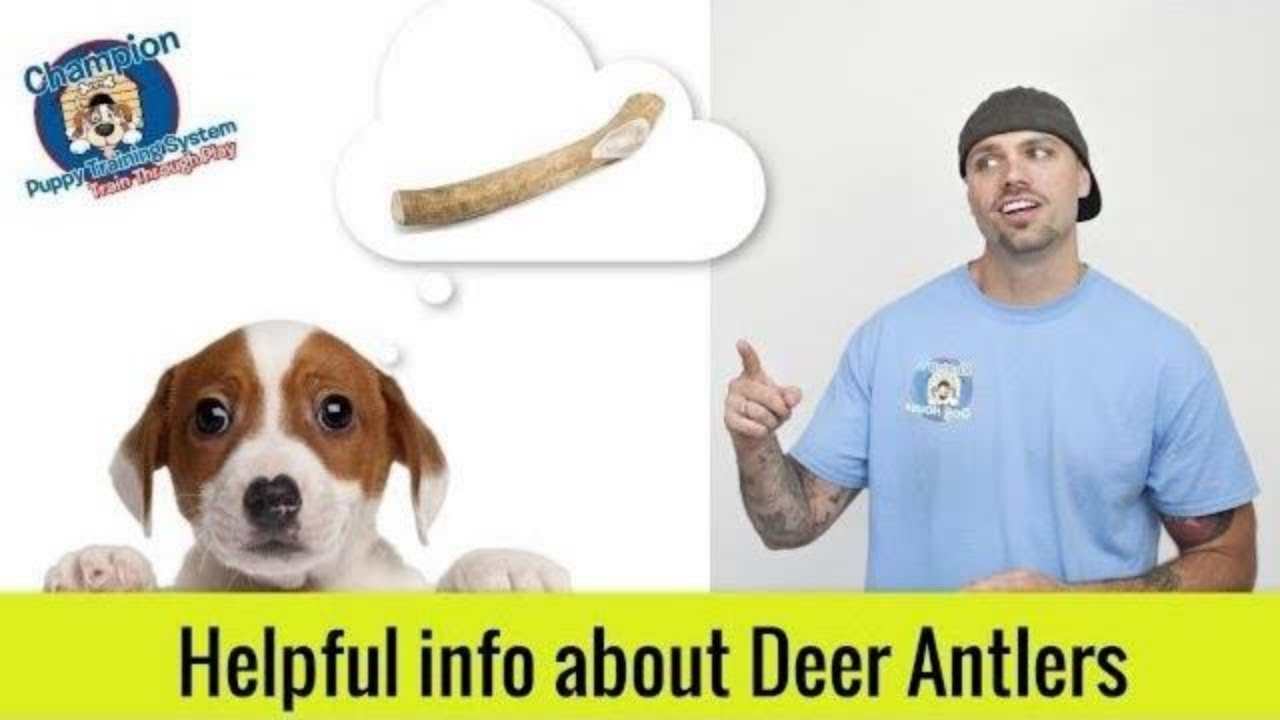 Are Antlers Safe For Puppy?