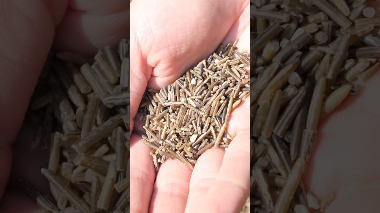 Wild rice from start to finish with @samuelthayer378 #asmr