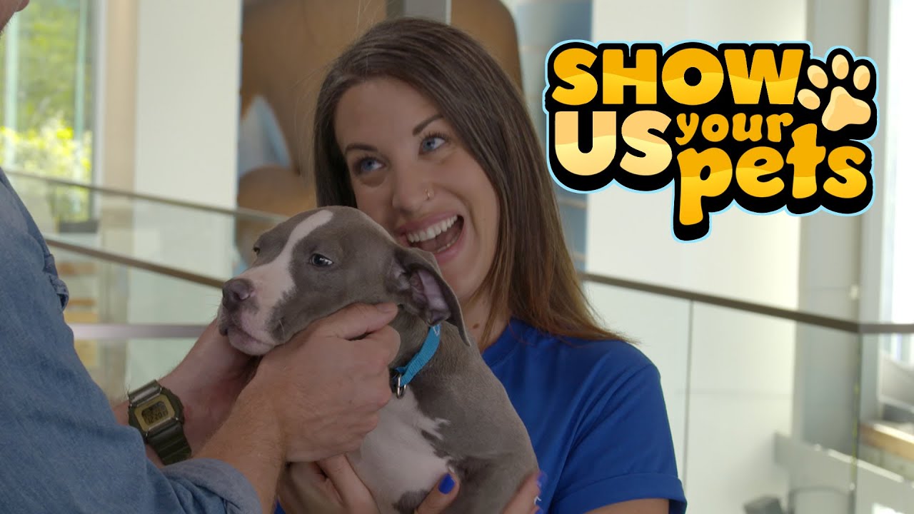 Most Adorable Pet Adoptions Holiday Special Show Us Your Pets YouTube most-adorable-pet-adoptions-holiday-special-show-us-your-pets-youtube