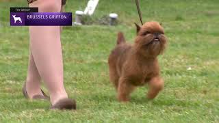 Brussels Griffons | Breed Judging 2021